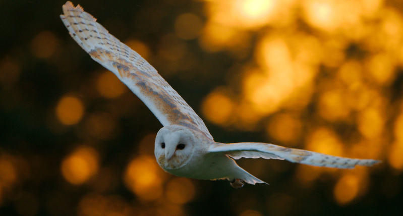 Evening Owls at Hawk Conservancy Trust